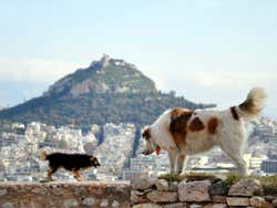 Perros en la Acropolis